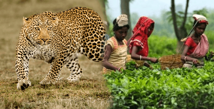 அதிகரிக்கும் சிறுத்தைகளின் நடமாட்டம் – தோட்டத் தொழிலாளர்கள் அச்சம்.