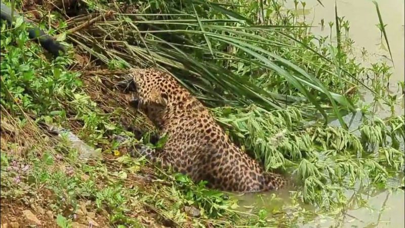 உயிருக்கு போராடிய சிறுத்தை மீட்பு.
