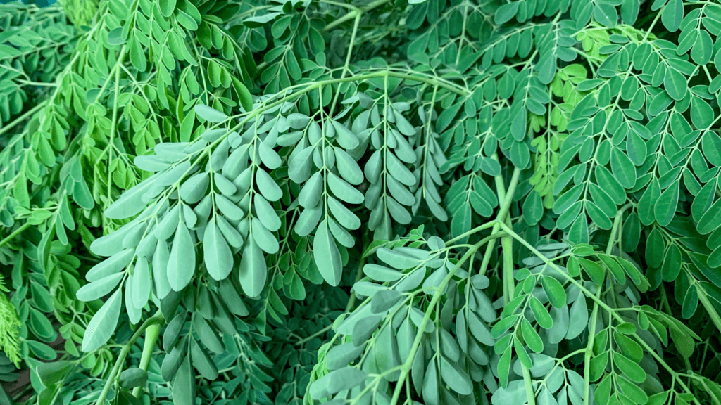 முருங்கை இலை கொண்டு நீரிழிவு நோயை கட்டுப்படுத்தலாம்!
