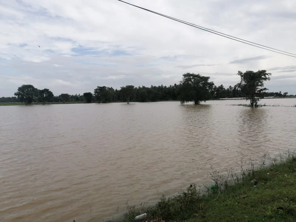 கனமழையால் மீண்டும் மூழ்கிய வயல் நிலங்கள்
