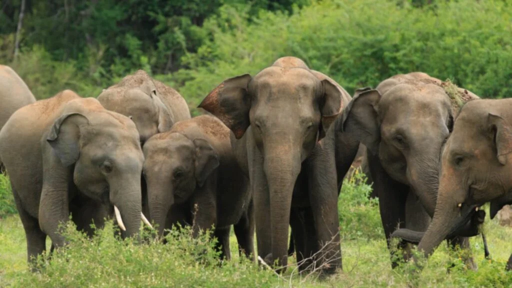மட்டக்களப்பில் கிராமத்துக்குள் நுழைந்த 20ற்கு மேற்பட்ட காட்டு யானைகள்.