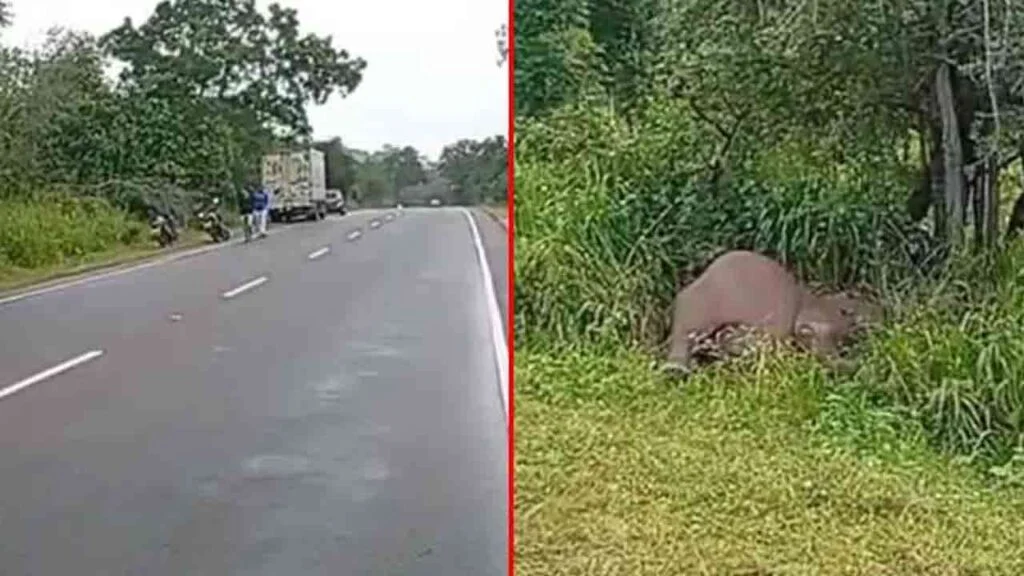 வேனுடன் மோதிய காட்டு யானை பலி!