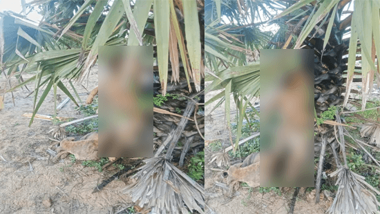 இறைச்சிக்காக நாய்கள் கொலை! பொலிஸ் நிலையத்தில்  முறைப்பாடு