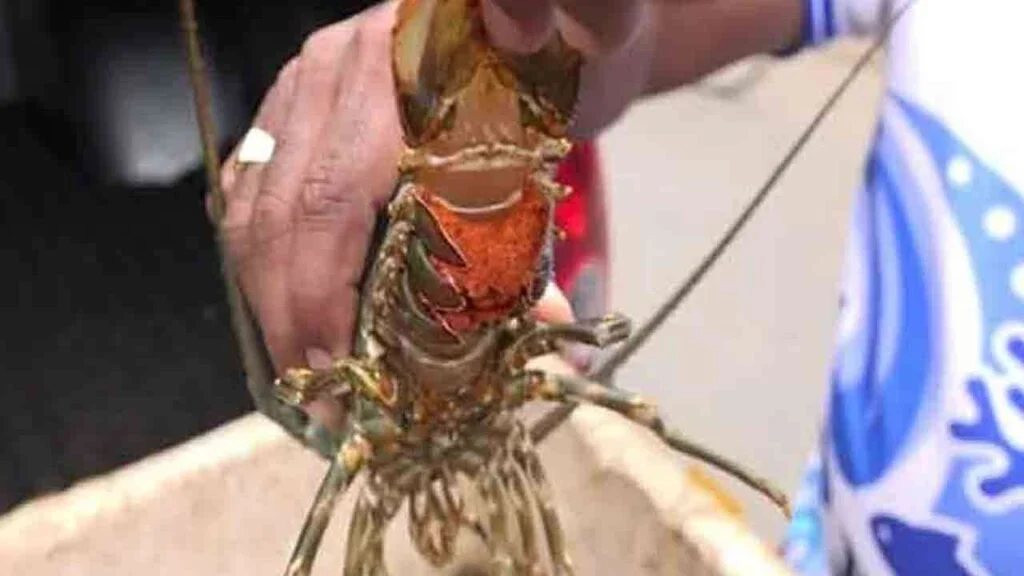 தடைசெய்யப்பட்ட சிங்கி இறால்களுடன் ஒருவர் கைது!