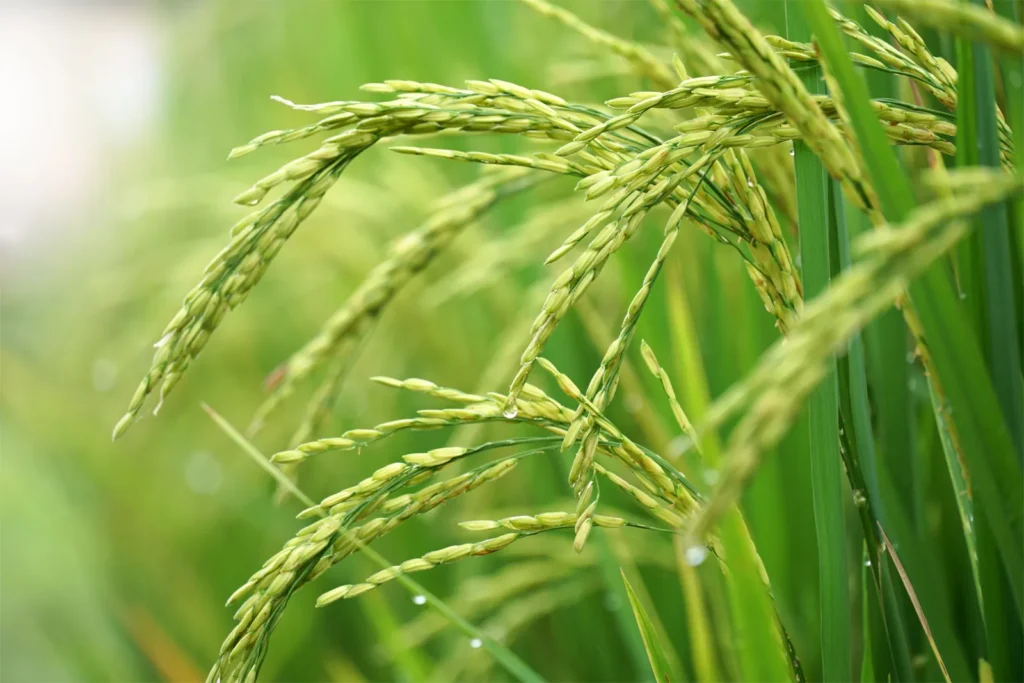 சம்பா, கீரி சம்பா நெல்லுக்கான குறைந்தபட்ச விலை அதிகரிப்பு