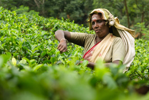 மலையக சம்பள அதிகரிப்பு ஒப்பந்தம் நாளை கைச்சாத்து