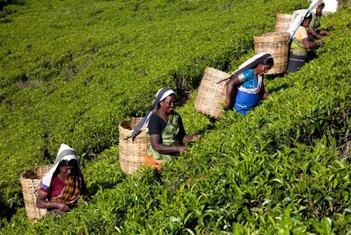 பெருந்தோட்டத் தொழிலாளர்களின் வேதனம் ரூ. 1,750 ஆக உயர்வு – இன்று உத்தியோகபூர்வமாக கையெழுத்தானது