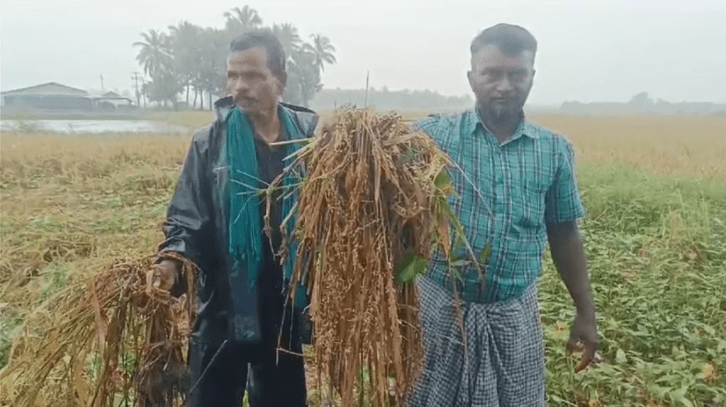 வடக்குக்கு மீண்டும் மழை – விவசாயிகளுக்கு விசேட அறிவிப்பு