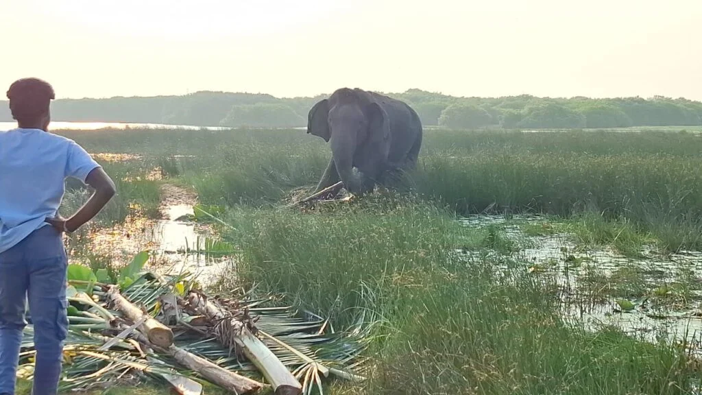 நோய்வாய்ப்பட்ட நிலையில் கன்னங்குடா பகுதியில் சஞ்சரிக்கும் காட்டு யானை ! ! !
