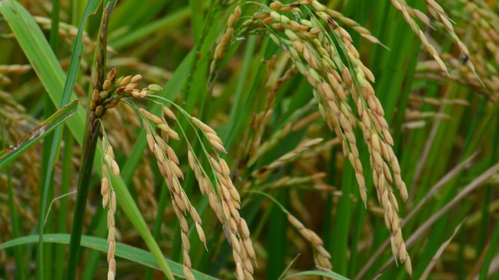 பெரும் போக நெல் கொள்வனவு விலைகள் அறிவிப்பு