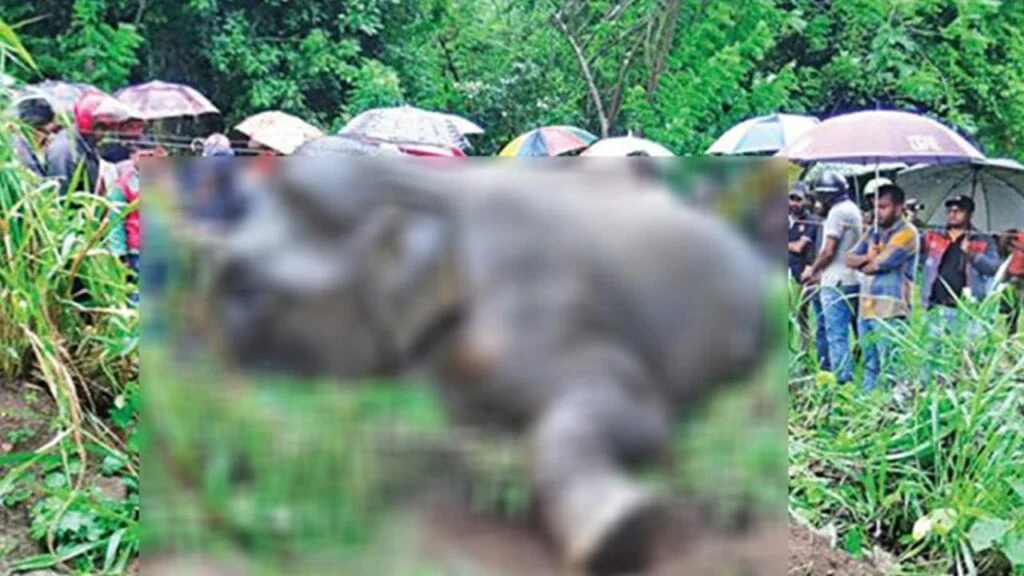 44 காட்டு யானைகள் உயிரிழப்பு