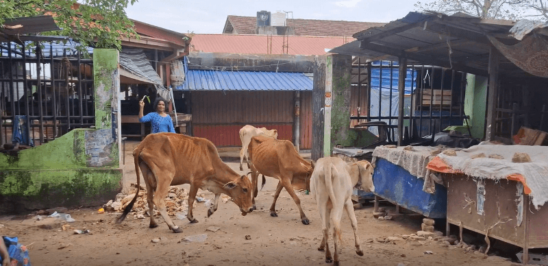 களுவாஞ்சிகுடி நகர் பகுதியில் அதிகரித்துள்ள கட்டாக்காலி மாடுகளின் நடமாட்டம்.