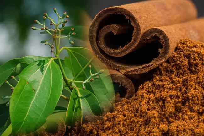 இலவங்கப்பட்டை ஏற்றுமதி : 260 மில்லியன் டொலர் வருமானம்
