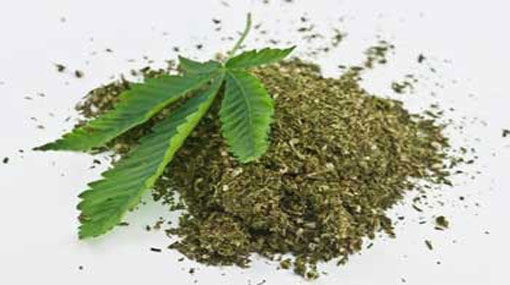105 இலட்சம் மதிப்பிலான கஞ்சா தொகை