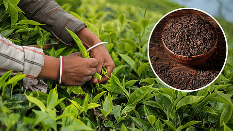 சர்வதேச சந்தையில் தேயிலைக்கு அதிகரித்த கேள்வி ?