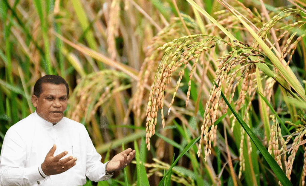 அரசின் இறக்குமதி முடிவு விவசாயிகளுக்கு பெரும் பின்னடைவு என குற்றச்சாட்டு