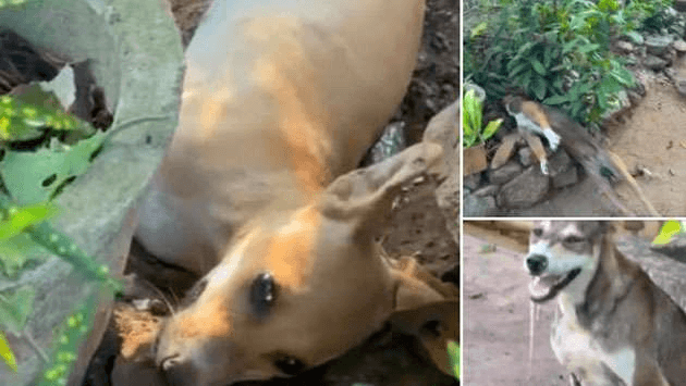 கலாவெவ பகுதியில் 10 நாய்களுக்கு நஞ்சூட்டியதில் மரணம்? காவல்துறை தீவிர விசாரணை