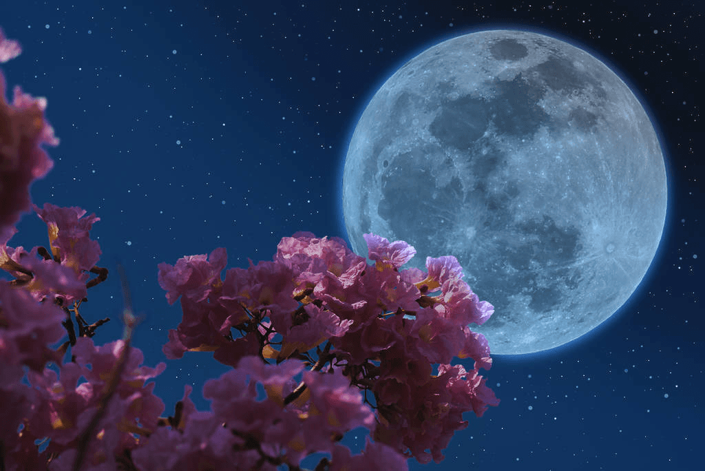 மே மாத முழுநிலவு “Flower Moon” என பெயரிட்டது நாசா !
