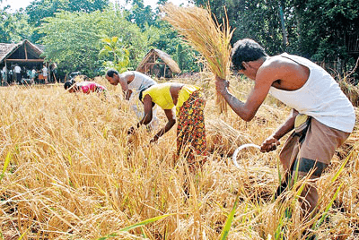 நெல் கொள்வனவு தீவிரம்! 4 நாட்களில் 305 மெட்ரிக் தொன் அரசால் வாங்கப்பட்டது.