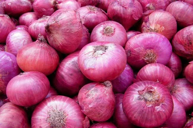 நாட்டின் பெரிய வெங்காயத் தேவையில் 50% உள்நாட்டில் உற்பத்தி செய்ய திட்டம்!