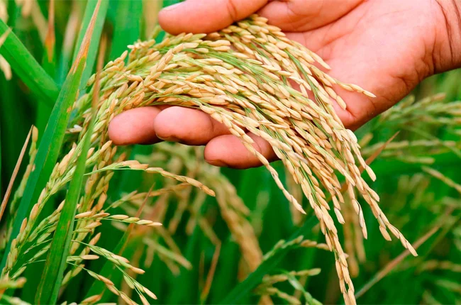 நெல் கொள்முதல் தடைப்படாமல் தொடர அரசு நடவடிக்கை!