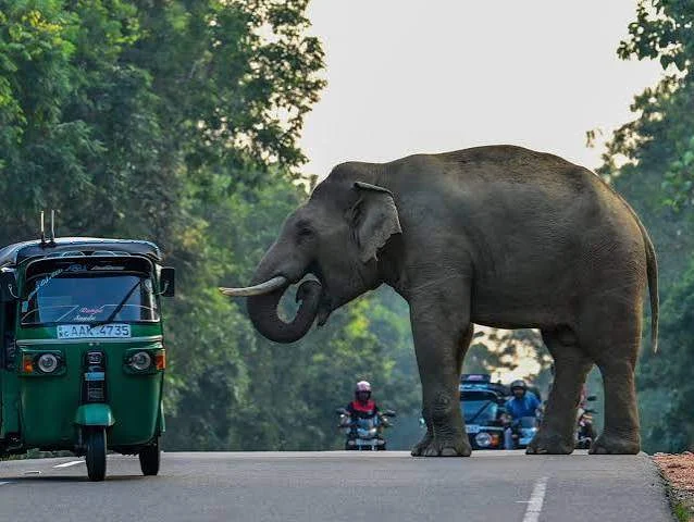 கதிர்காமம்–புத்தல வீதியில் யானை தாக்குதல்; பேருந்து விபத்து!
