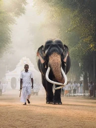 58 வயதான ‘வாசனா’ யானைக்கு இனி முக்கிய பெரஹெராக்கள் மட்டும்!